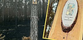 Matka Boska ze Świętej Lipki na ocalałym drzewie