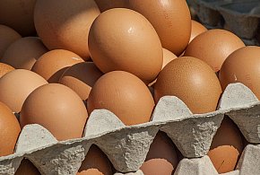 Salmonella wykryta w jajach! GIS wydał pilne ostrzeżenie-226609