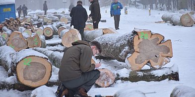 W Wilczym Szańcu leśnicy uczyli się klasyfikować drewno