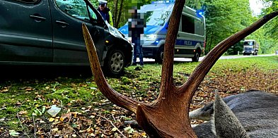 Łoś nie przeżył zderzenia z autem-225732