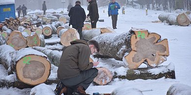 Leśnicy uczyli się klasyfikować drewno