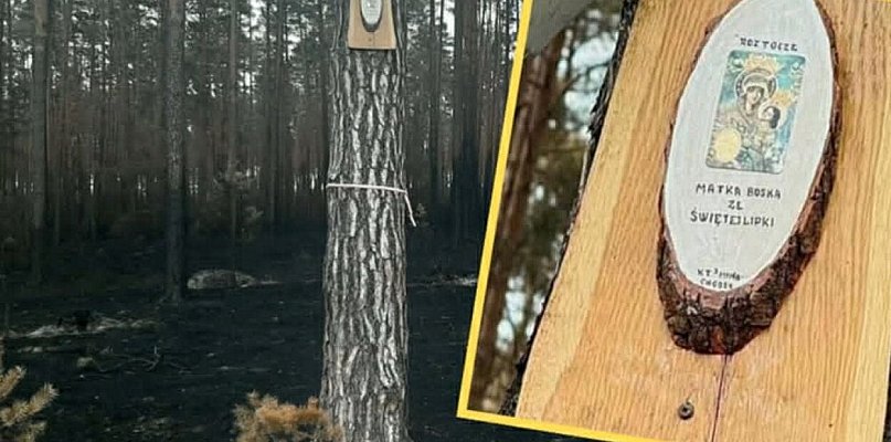 Matka Boska ze Świętej Lipki na drzewie ocalałym w pożarze!