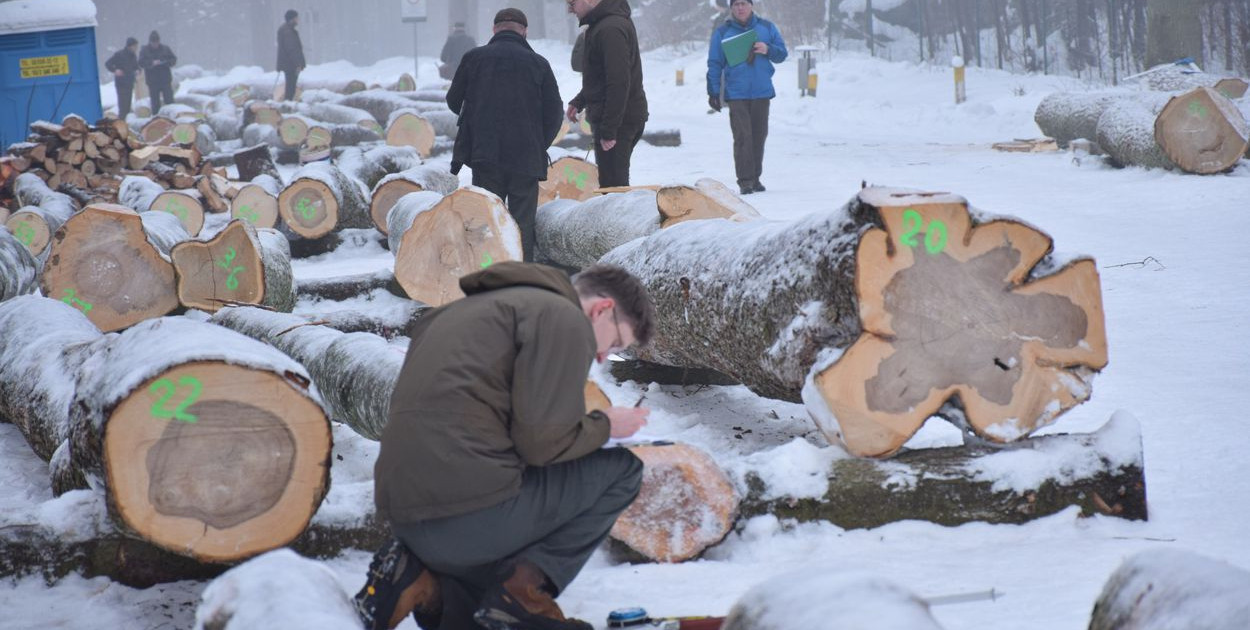 W Wilczym Szańcu leśnicy uczyli się klasyfikować drewno